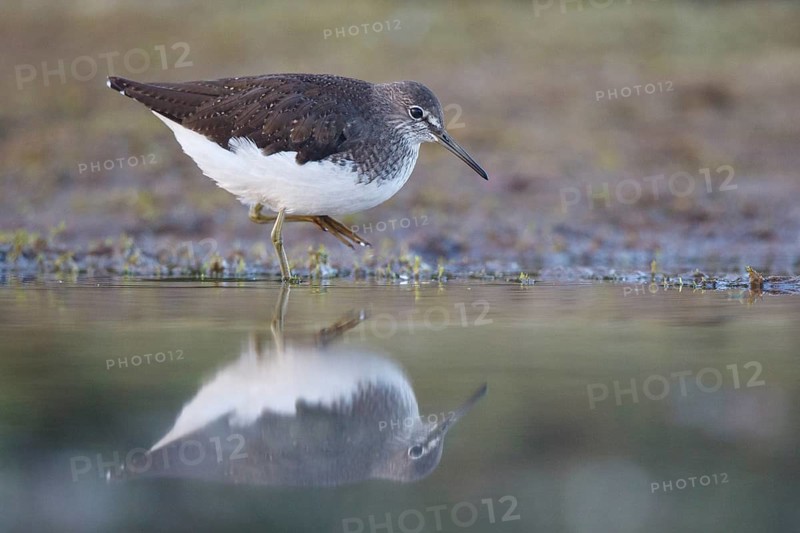 Green Sandpiper (Tringa ochropus) foraging, North Rhine-Westphalia, Germany