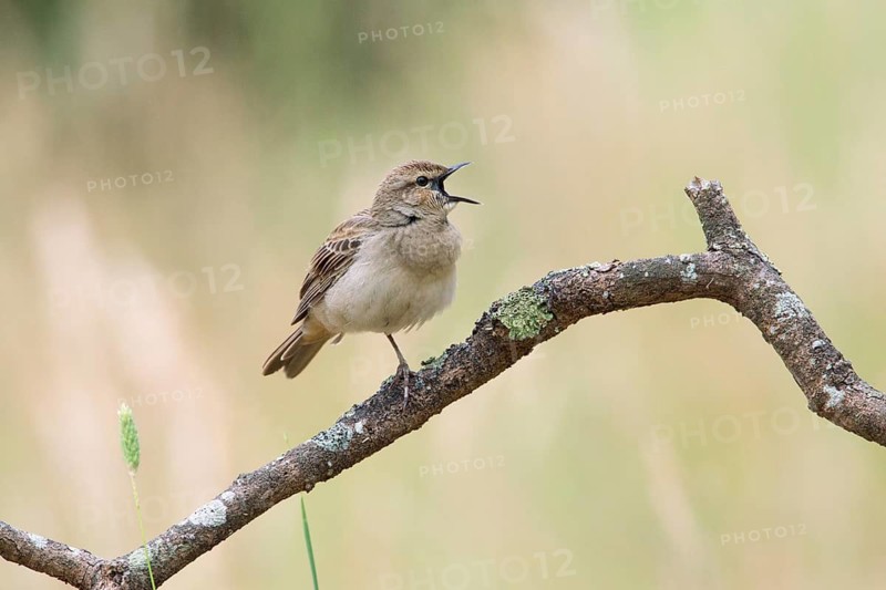 Rufous Songlark (Megalurus mathewsi) singing from on a branch, Victoria, Australia