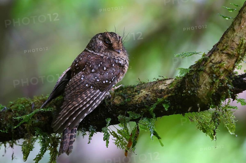 Mountain Owlet-nightjar (Aegotheles albertisi) perched on a branch, West Papua, Indonesia
