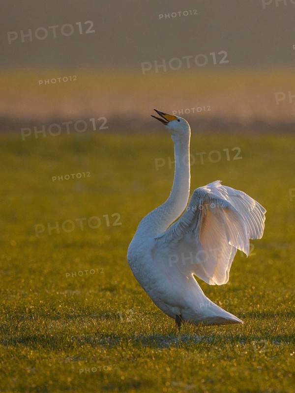 Whooper Swan (Cygnus cygnus) flapping wings, North Rhine-Westphalia, Germany