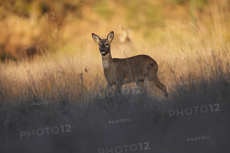 A graceful roe deer stands quietly in a sunlit meadow at dawn, surrounded by tall grasses. Its soft brown fur blends with the golden hues of the early morning light