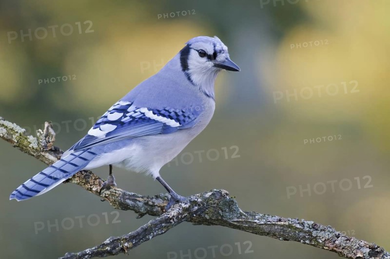 Blue Jay (Cyanocitta cristata), Ontario, Canada