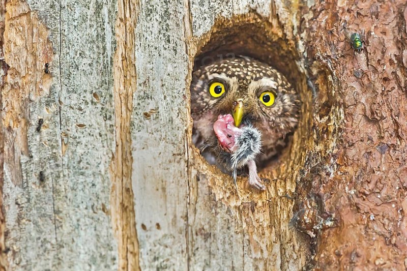 Eurasian Pygmy Owl (Glaucidium passerinum) female looking out of breeding cavity with food in beak, Bavaria, Germany