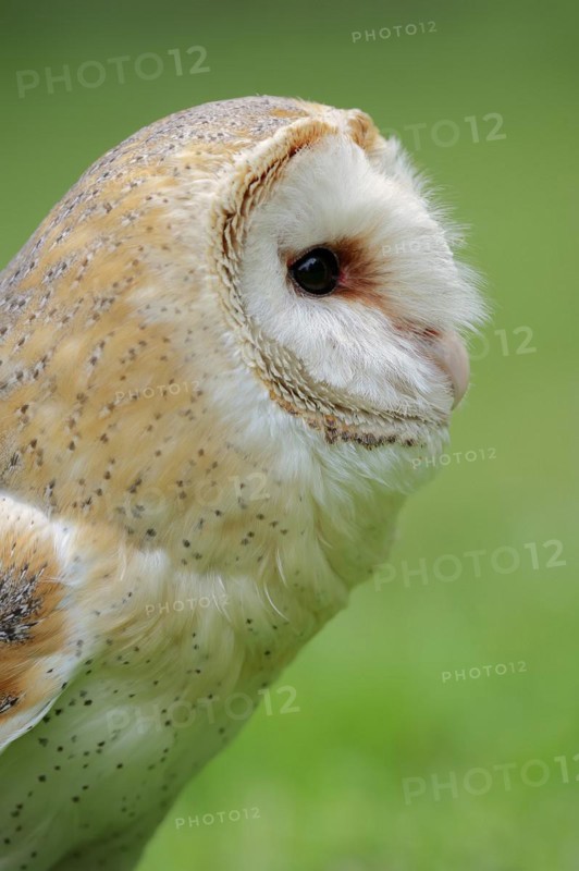 Barn owl (Tyto alba), portrait, captive, North Rhine-Westphalia, Germany