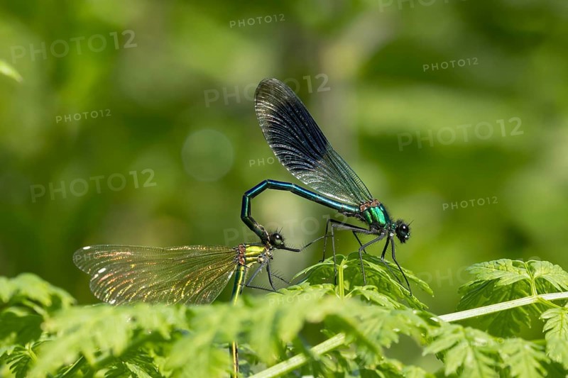 Banded demoiselle damselfly (Calopteryx splendens) adult male and female insects mating on plant leaves in summer, Suffolk, England, United Kingdom