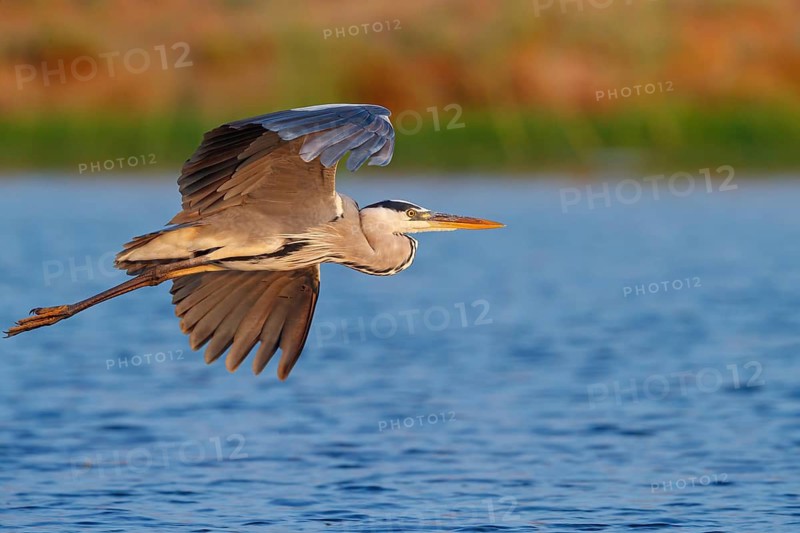 Great Egret, Heron, foraging, (Ardea cinerea) Salalah, Raysut, Dhofar, Oman