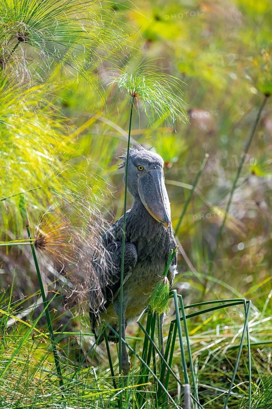 Shoebill (Balaeniceps rex), juvenile between papyrus in the swamps of Mabamba, Lake Victoria, Uganda