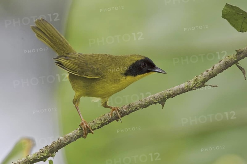 Olive-crowned Yellowthroat (Geothlypis semiflava) male, Ecuador