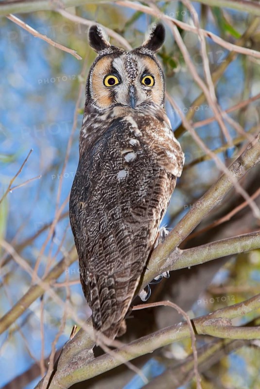 Long-eared Owl Asio otus Tucson, Arizona, United States 23 October Adult in typical daytime stretched out posture. Strigidae