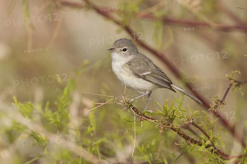 Bell's Vireo (Vireo bellii) male, California, USA