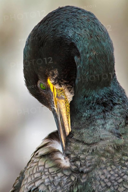 European Shag (Phalacrocorax aristotelis) adult preening, Farne Islands, United Kingdom