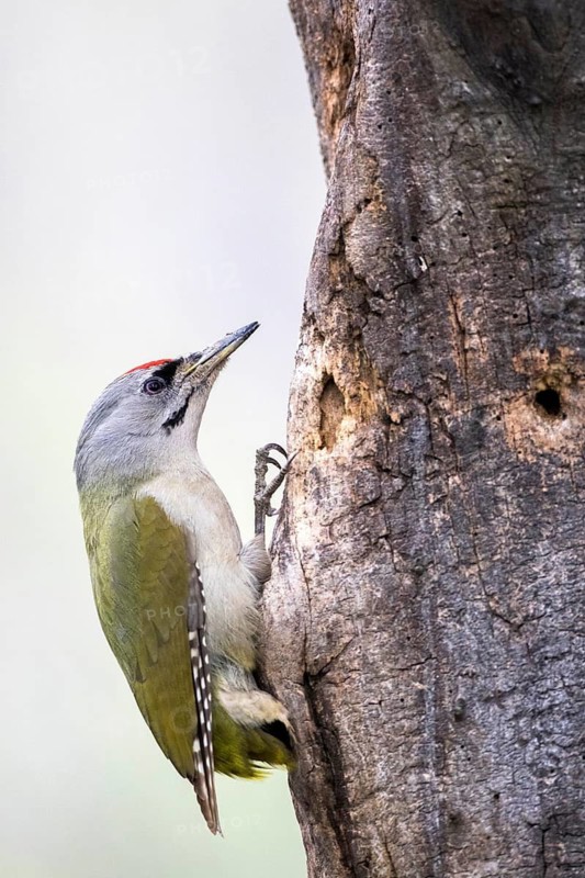 Grey-headed Woodpecker (Picus canus) male perched at tree, Romania