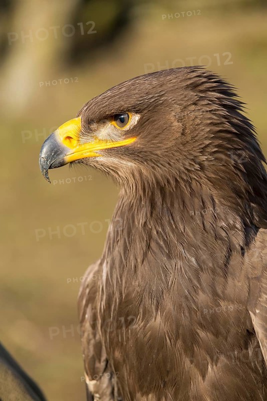 Portrait of Aquila nipalensis, steppe eagle, in late light with green background