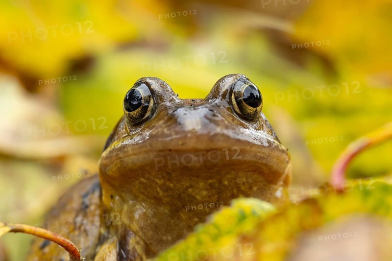 Common frog (Rana temporaria) adult amphibian amongst fallen autumn leaves, England, United Kingdom