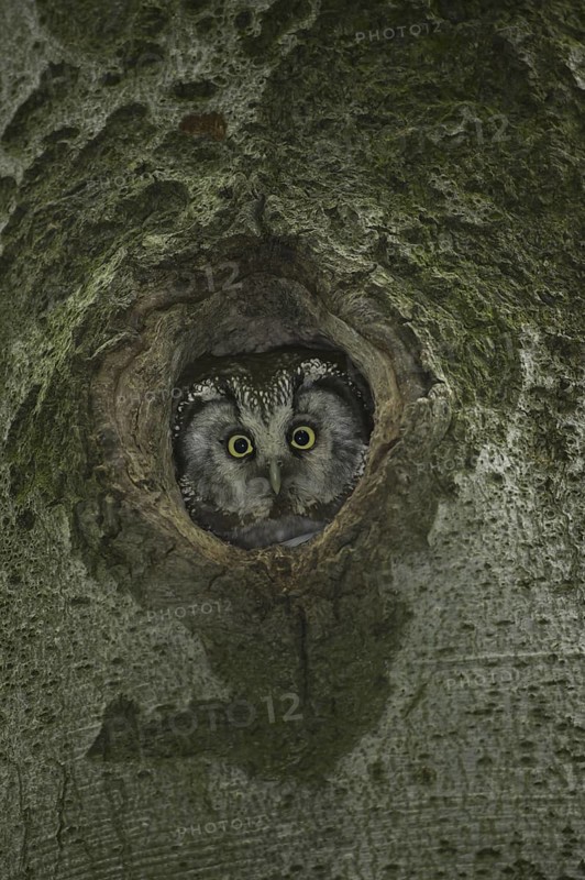 Boreal Owl (Aegolius funereus), Saxony, Germany