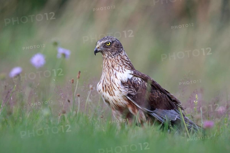 Western Marsh Harrier (Circus aeruginosus) male on grassland, Poland