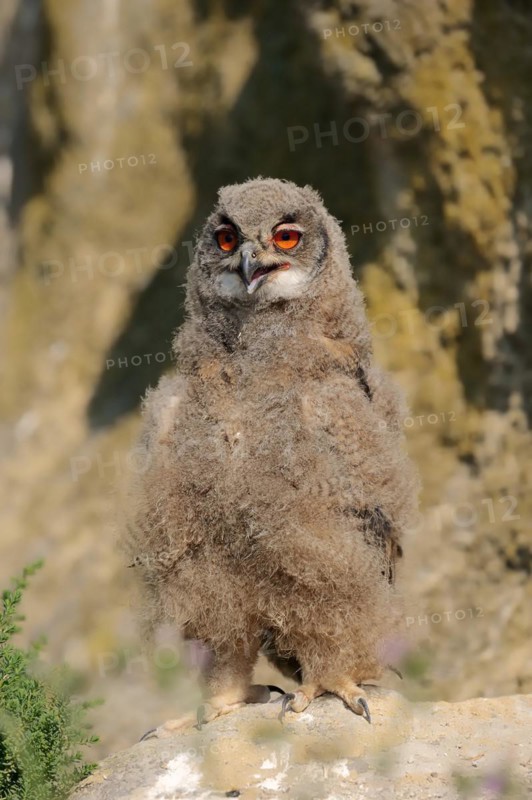Eurasian eagle-owl (Bubo bubo), young bird at the breeding site, France