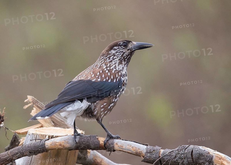 Spotted Nutcracker (Nucifraga caryocatactes), Bulgarien