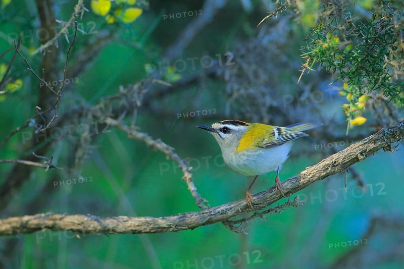 Common Firecrest (Regulus ignicapilla) male perched on a branch, Andalusia, Spain
