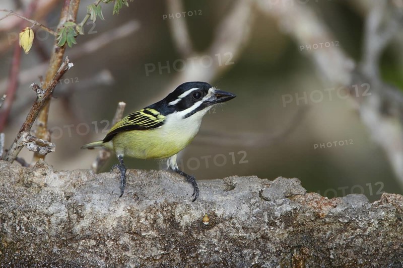 Yellow-rumped Tinkerbird (Pogoniulus bilineatus), Nyeri County, Kenya