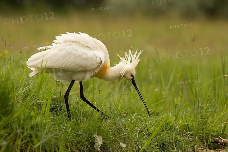 Eurasian Spoonbill (Platalea leucorodia), Serbia