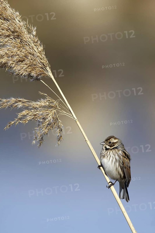 Common Reed Bunting (Emberiza schoeniclus) female, Castile-La Mancha, Spain