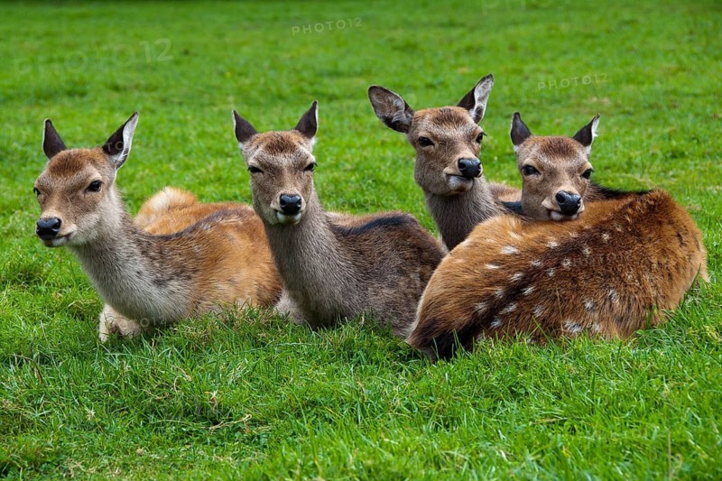 Four fallow deer (Dama dama) female in captivity, Poland