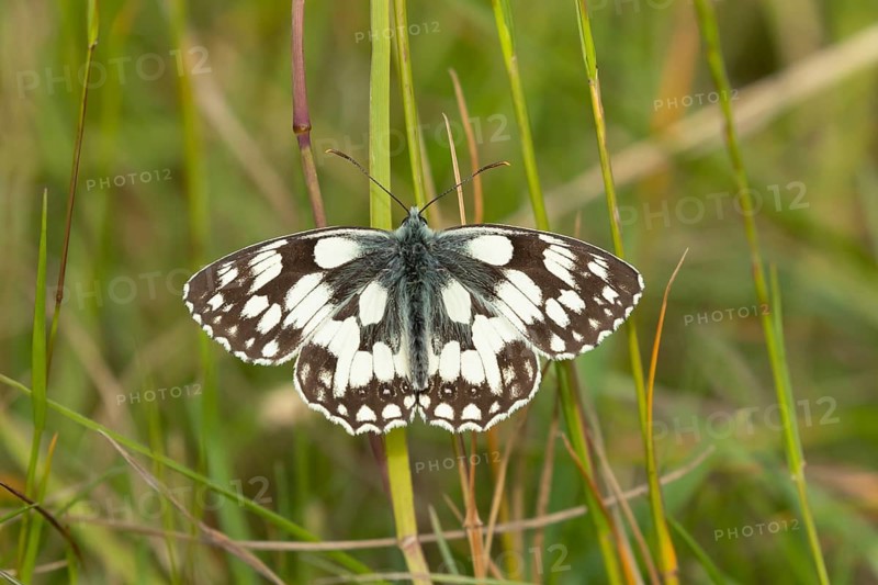 Marbled white butterfly (Melanargia galathea) adult insect resting in grassland in summer, Suffolk, England, United Kingdom