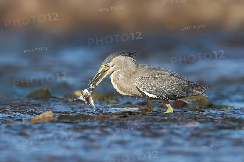 Striated Heron (Butorides striata) with fish prey in beak, Eilat, Israel