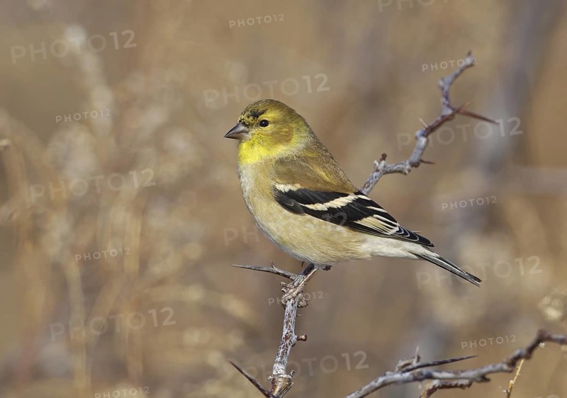 American Goldfinch (Spinus tristis), Ohio, USA