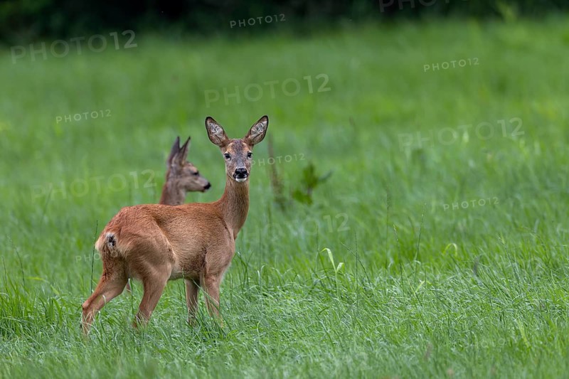 After the previous behaviour, the doe (Capreolus capreolus) runs to the fawn and looks at the photographer again, then both animals flee, baby animals, cute, August, Germany