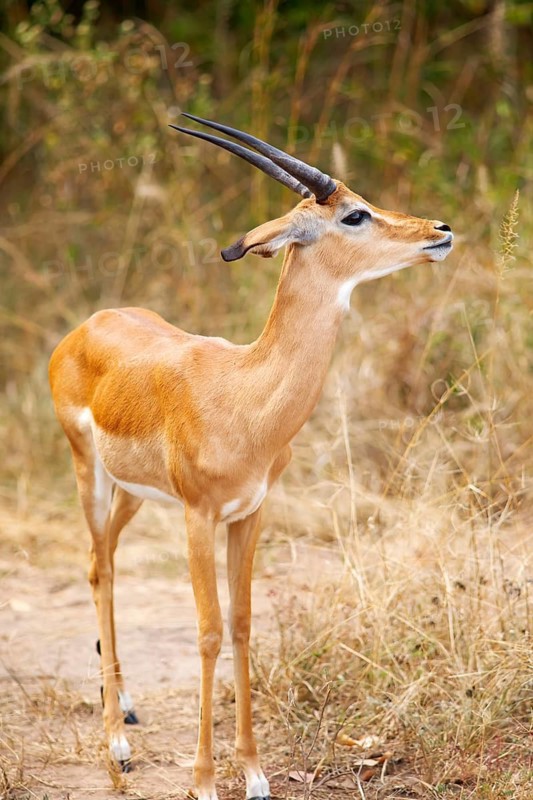 Impala (Aepyceros), Akagera National Park or Kagera National Park, Eastern Province, Rwanda