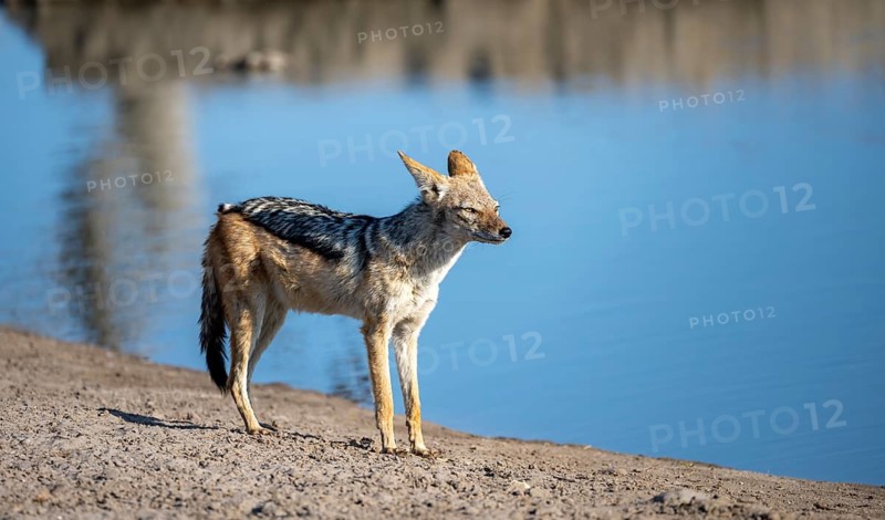 Black-backed jackal (Canis mesomelas), at the waterhole, Savuti, Chobe National Park, Botswana