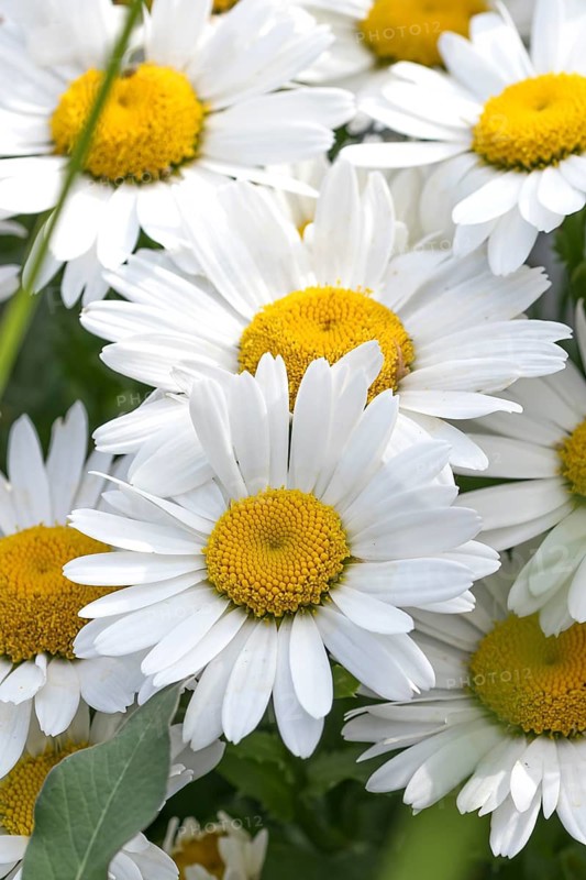 Summer daisy (Leucanthemum maximum), BS Sämann, Germany