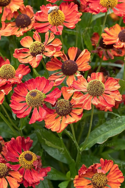 Sunflower (Helenium 'Sophie zur Linden'), RHS Garden Bridgewater, Great Britain