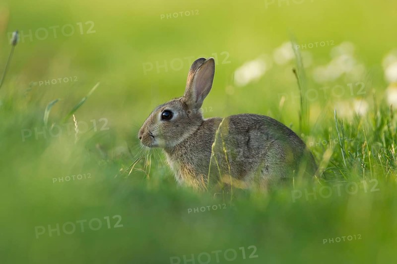 Rabbit (Oryctolagus cuniculus) adult animal in grassland in summer, Suffolk, England, United Kingdom