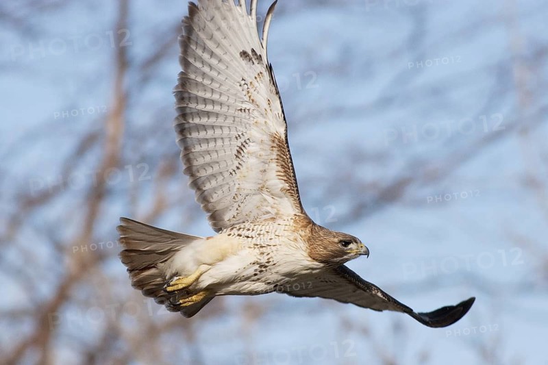 Red-tailed Hawk (Buteo jamaicensis) flying, Michigan, USA