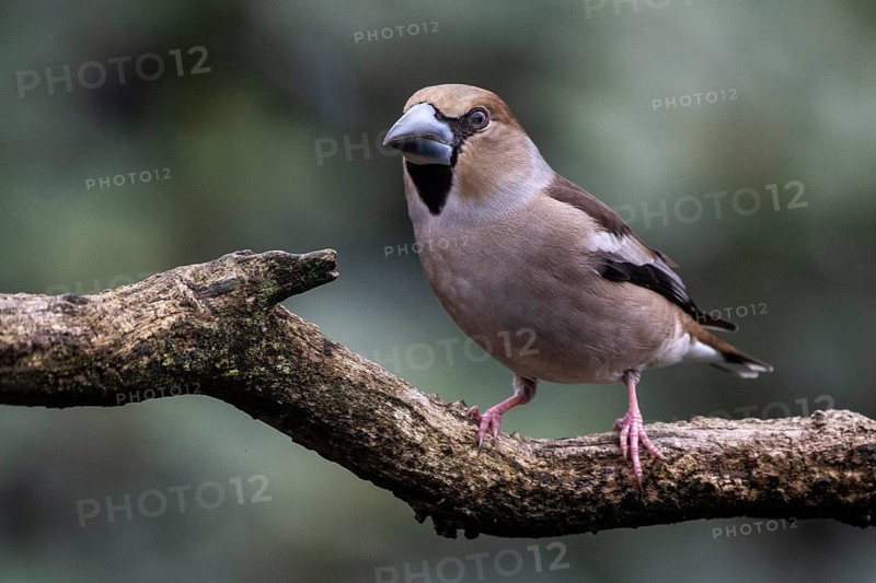 Hawfinch (Coccothraustes coccothraustes), Emsland, Lower Saxony, Germany