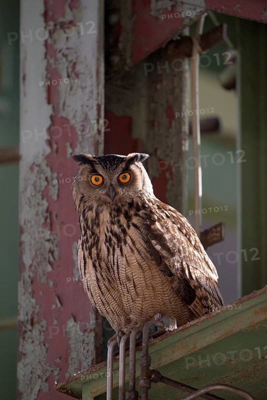 Uhu (Bubo bubo), Eagle Owl, Altvogel, Juni, Zeche Ewald, Herten, Ruhrgebiet, Nordrhein-Westfalen, Deutschland