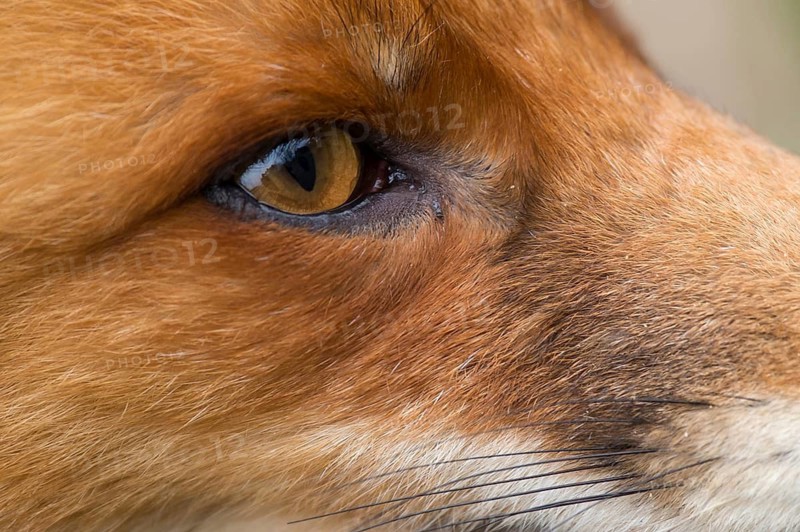 Red Fox (Vulpes vulpes) adult portrait, Netherlands