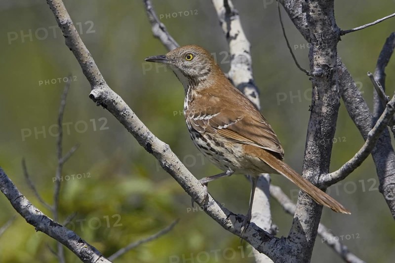 Brown Thrasher (Toxostoma rufum), Ontario, Canada