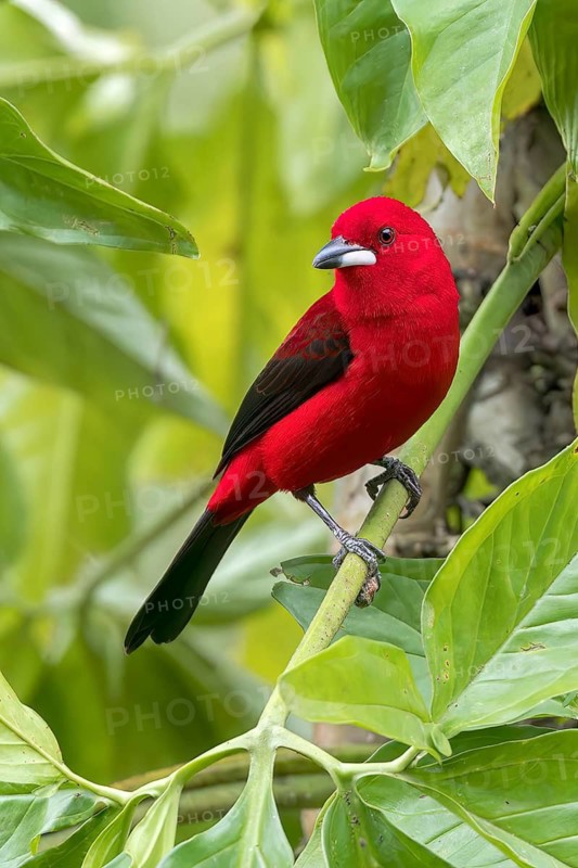 Brazilian Tanager (Ramphocelus bresilius) perched on a branch in the Atlantic Rainforest of Brazil