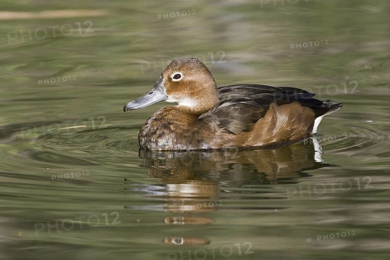 Rosy-billed Pochard (Netta peposaca) female, Arizona, USA
