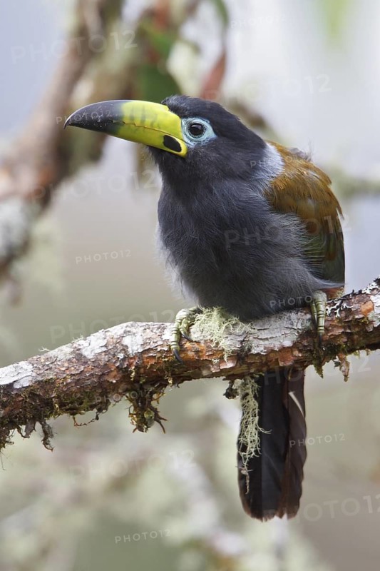 Hooded Mountain Toucan (Andigena cucullata) perched on a branch in Bolivia, South America