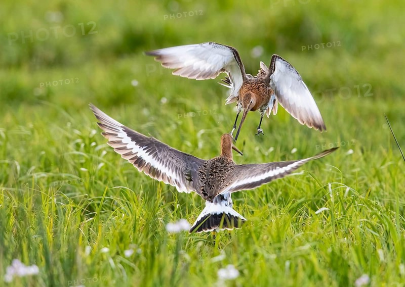 Two black-tailed godwits (Limosa limosa) in a wild territorial fight on a wet meadow, Dümmer nature park Park, Lower Saxony, Germany