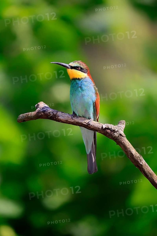European bee-eater (Merops apiaster), adult, perch, alert, Rhineland-Palatinate, Germany