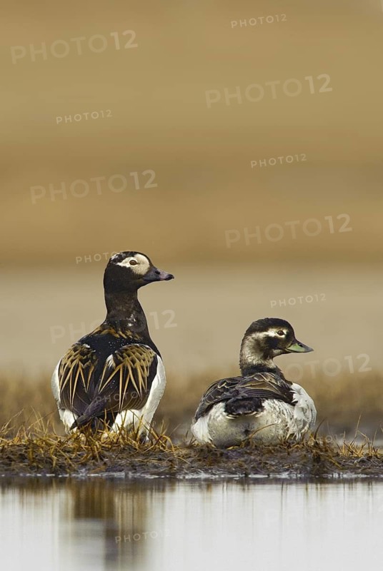 Long-tailed Duck (Clangula hyemalis), Alaska, USA