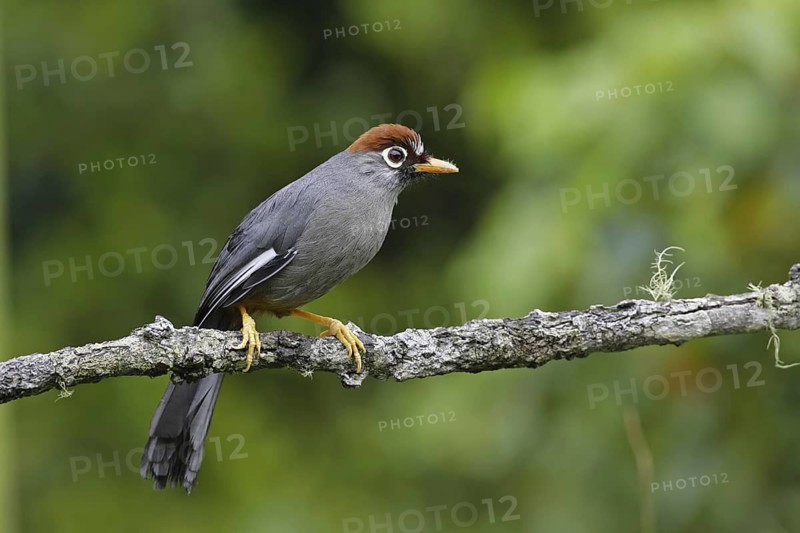 Chestnut-capped Laughingthrush (Garrulax mitratus), Malaysia