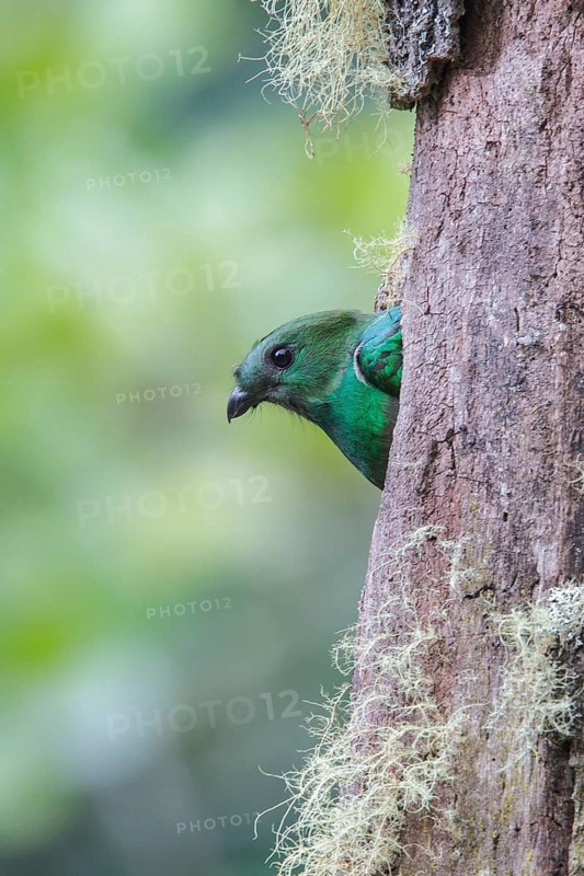 Resplendent Quetzal (Pharomachrus mocinno) perched on a branch at its nest in Costa Rica
