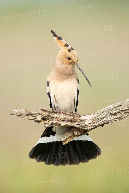 Eurasian Hoopoe (Upupa epops) perched on a branch, Serbia